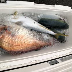 オーシャンズ　京都 釣果