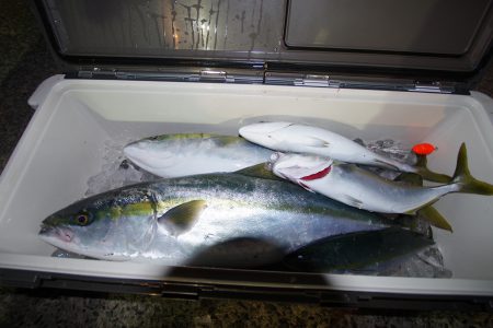 オーシャンズ　京都 釣果