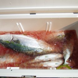 オーシャンズ　京都 釣果