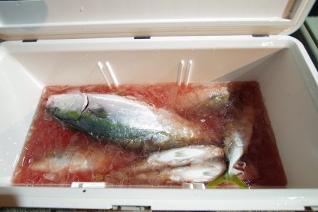 オーシャンズ　京都 釣果