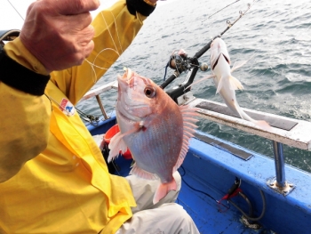 鯛紅丸 釣果