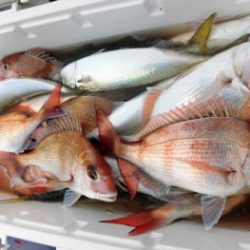鯛紅丸 釣果