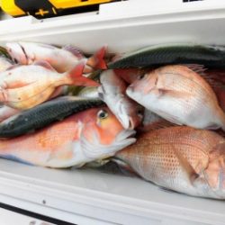 鯛紅丸 釣果