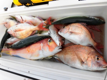 鯛紅丸 釣果
