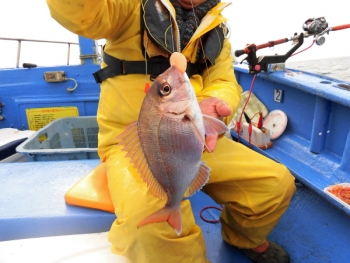 鯛紅丸 釣果
