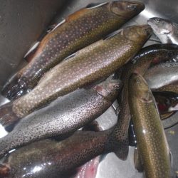 高萩ふれあいの里フィッシングエリア 釣果