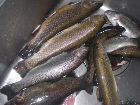 高萩ふれあいの里フィッシングエリア 釣果