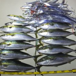 Hit Rush(ヒット ラッシュ） 釣果