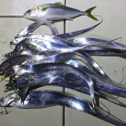 Hit Rush(ヒット ラッシュ） 釣果