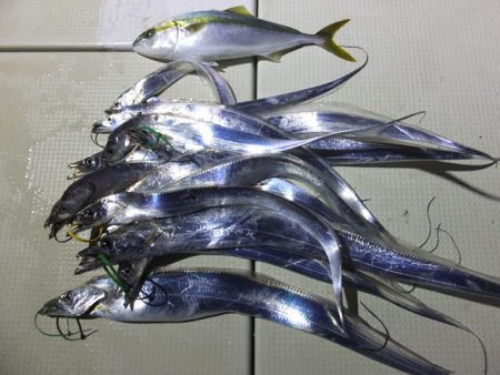 Hit Rush(ヒット ラッシュ） 釣果…