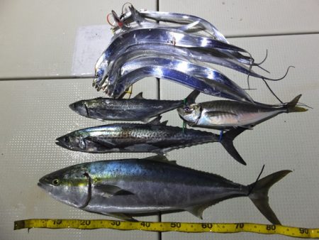 Hit Rush(ヒット ラッシュ） 釣果…