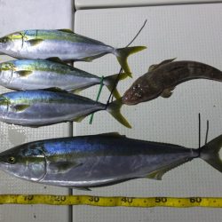 Hit Rush(ヒット ラッシュ） 釣果