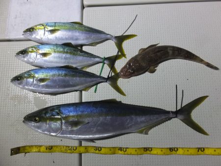 Hit Rush(ヒット ラッシュ） 釣果…