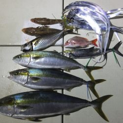 Hit Rush(ヒット ラッシュ) 釣果