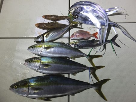 Hit Rush(ヒット ラッシュ） 釣果…