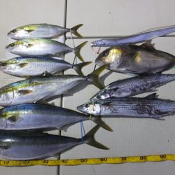 Hit Rush(ヒット ラッシュ) 釣果