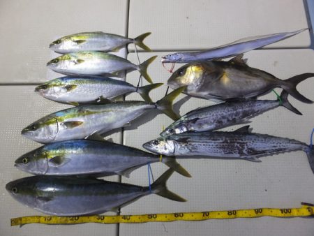 Hit Rush(ヒット ラッシュ） 釣果…