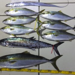 Hit Rush(ヒット ラッシュ） 釣果