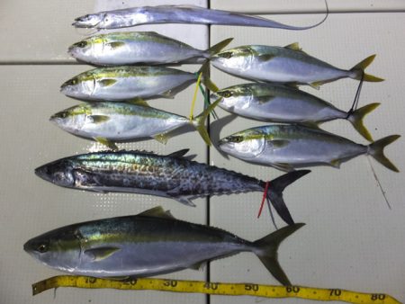 Hit Rush(ヒット ラッシュ） 釣果…