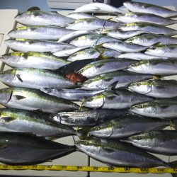 Hit Rush(ヒット ラッシュ） 釣果