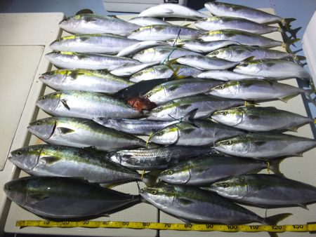 Hit Rush(ヒット ラッシュ） 釣果…