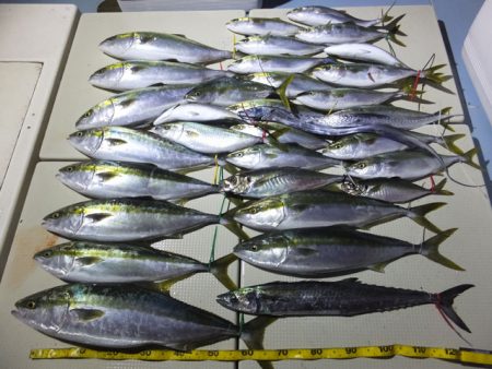 Hit Rush(ヒット ラッシュ） 釣果