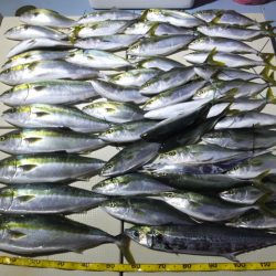 Hit Rush(ヒット ラッシュ） 釣果