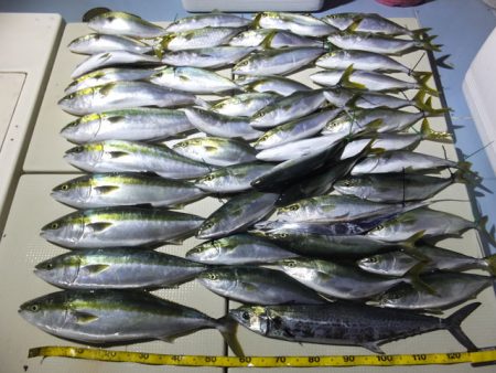 Hit Rush(ヒット ラッシュ） 釣果…