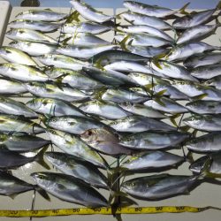 Hit Rush(ヒット ラッシュ) 釣果