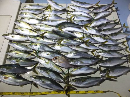 Hit Rush(ヒット ラッシュ） 釣果…