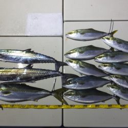 Hit Rush(ヒット ラッシュ） 釣果