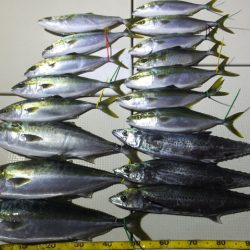 Hit Rush(ヒット ラッシュ） 釣果