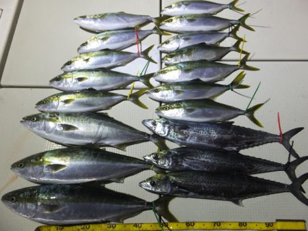 Hit Rush(ヒット ラッシュ） 釣果…