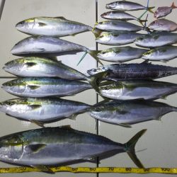 Hit Rush(ヒット ラッシュ） 釣果