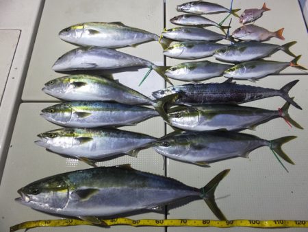 Hit Rush(ヒット ラッシュ） 釣果…