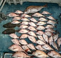 フィッシングガイド りょう 釣果