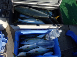 久里浜黒川本家 釣果