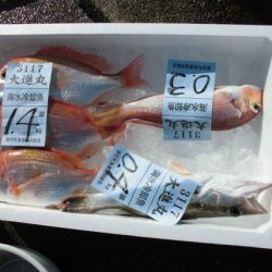 大進丸(新潟) 釣果