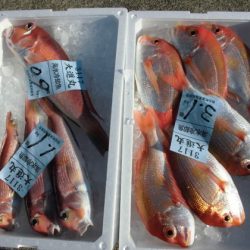 大進丸(新潟) 釣果