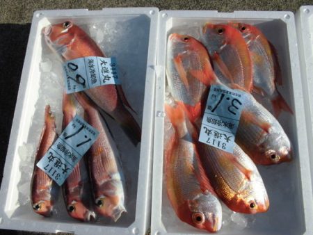 大進丸（新潟） 釣果