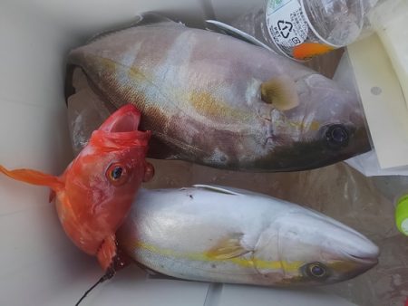 遊漁船 新鋭丸 釣果