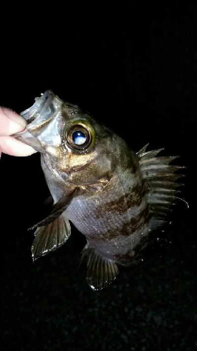 寒いけど釣りやすい