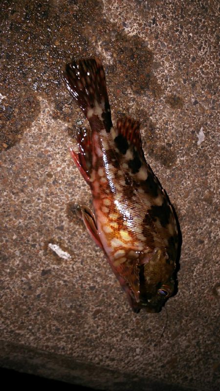 アジングからメバリングへ