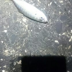 少なくなってきた。