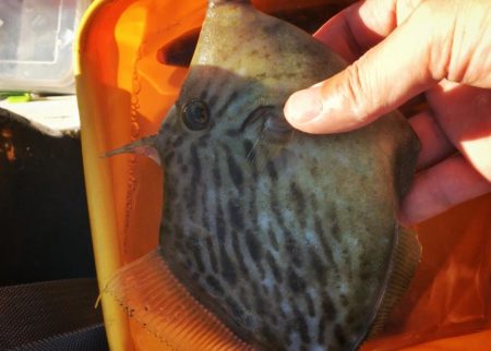 カワハギ面白すぎ！