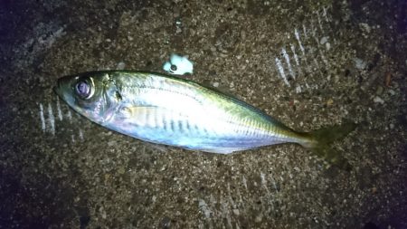 メバリングでアジが釣れた。