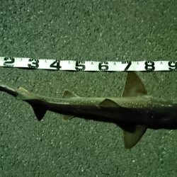 タチウオ釣ってみたい(;_;)