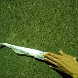 やっと釣れた\(^^)/