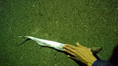 やっと釣れた\(^^)/