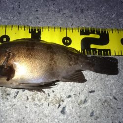 ヤリイカ狙いが…